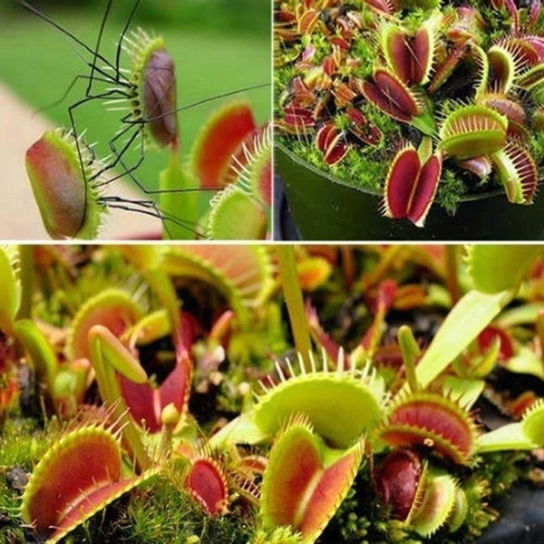 Buy 100pcs VENUS FLY TRAP Seeds Carnivorous Dionaea Muscipula Flower Seeds ...