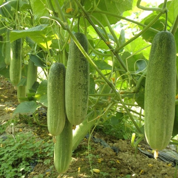 Спешите приобрести: 20/60/100pcs Garden Delicious Organic Vegetable Seeds H...