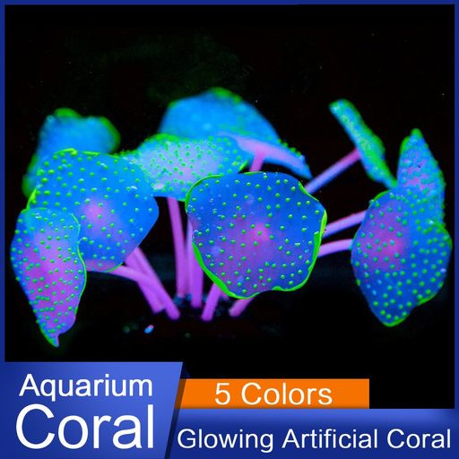 Sucker Coral Aquariu...