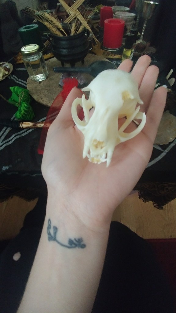 1pcs real Animal pussy Skull specimen 
