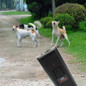 thumbnail - 1