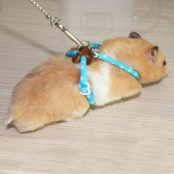 hamster collar and lead