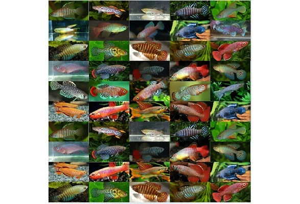 Magic fish high hatching eggs medaka eggs tropical fish eggs pet magic fish in bulk sale 10 eggs Wish