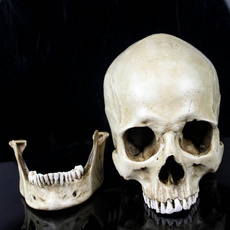 skull, humanskullreplicaresinmodel, smallszie, humanskull