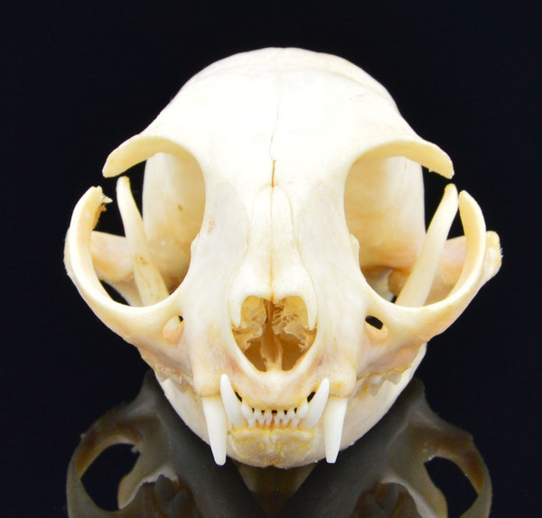 Animal skull Taxidermy Specimen Christmas Halloween 