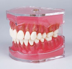 plasticteethmodel, adulttypodontteethmodel, dentalinstrument, dentalteethstudymodel