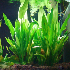 Simulation artificial grass weeds aquarium decor ornament plant water fish tank aquarium nice Akvaryum grass decoration Akvaryum