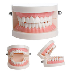 modelfordentist, dental, dentalequipment, dentalteachmodel