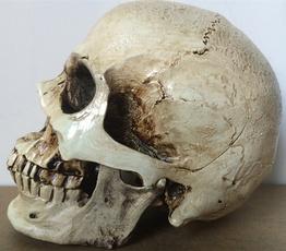 anatomy, replica, skull, resinskull