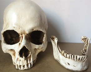 11realisticlifesize, skull, collectable, Medical
