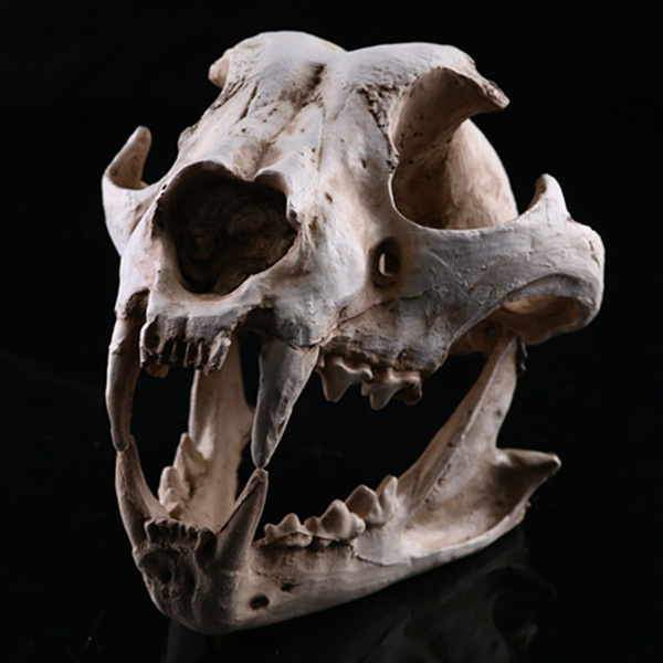 jackal skull