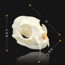 Natural, skull, bobcat, specimen