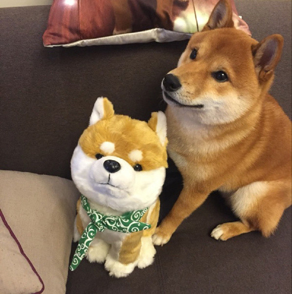 Shiba Inu Muco Itoshi no Muco Doge Dog Cosplay Hund Plüsch Spielzeug Stofftier 