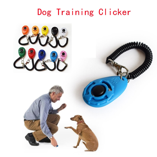 essential dog accessories