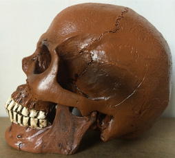 anatomy, replica, skull, resinskull
