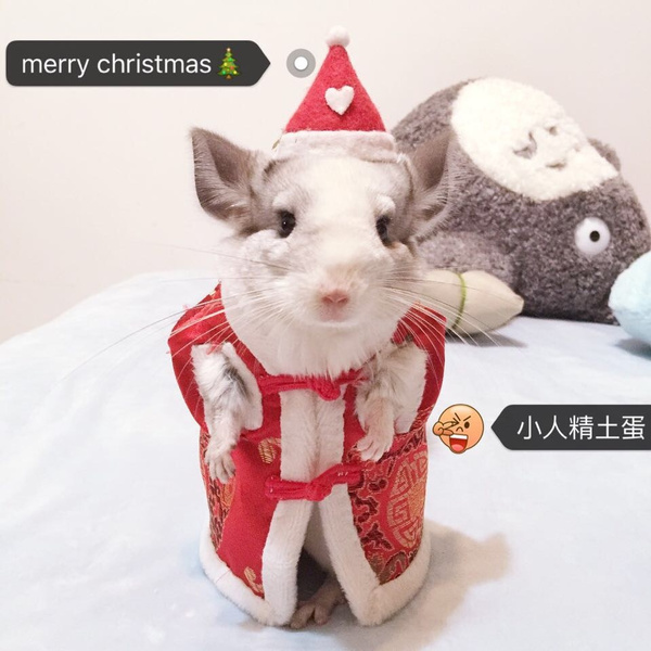 chinchilla pet clothes