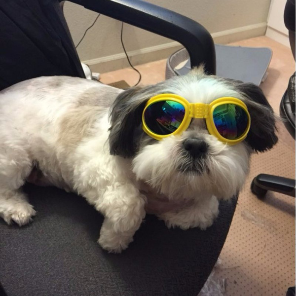 TEHAUX Dog Grooming Tool UV Eye Goggles Creative Eyewear for Dog Puppy Black Windproof Pet Goggles Eye Glasses Anti