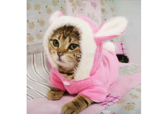 Cat in outlet bunny costume