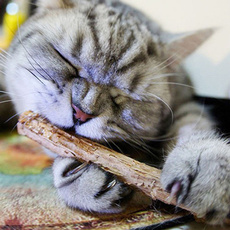 5Pcs Cat Cleaning Teeth Pure Natural Catnip Pet Cat Molar Toothpaste Stick Fruit Matatabi Cat Snacks Sticks