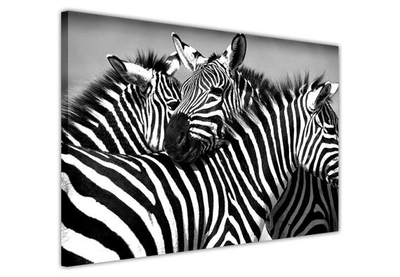 Large Size Beautiful Black and White African Zebra Zamily Landscape ...