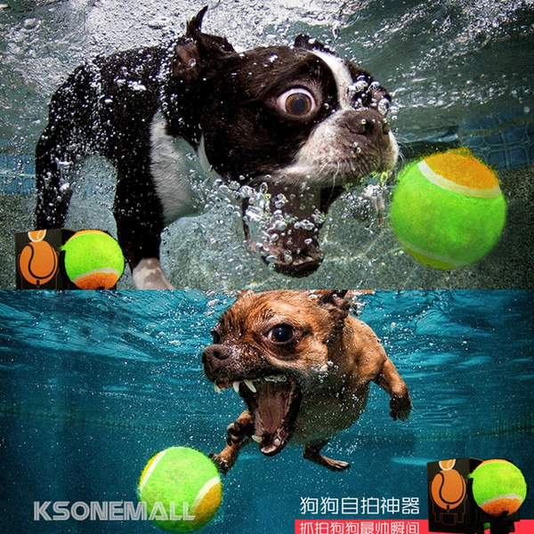 Selfie ball for clearance dogs