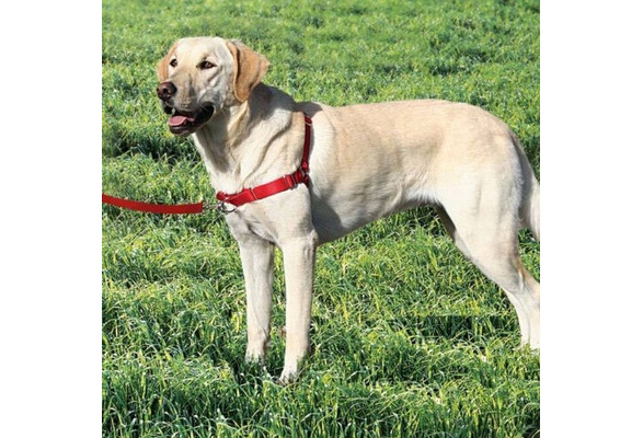 wilex no pull dog harness
