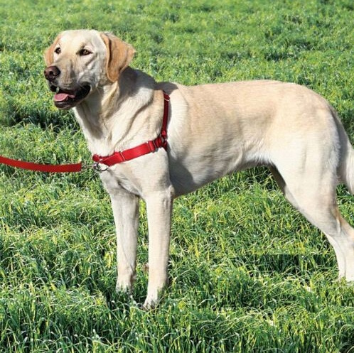 front lead dog harness