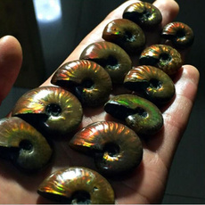 ammonite, Stone, Colorful, conch