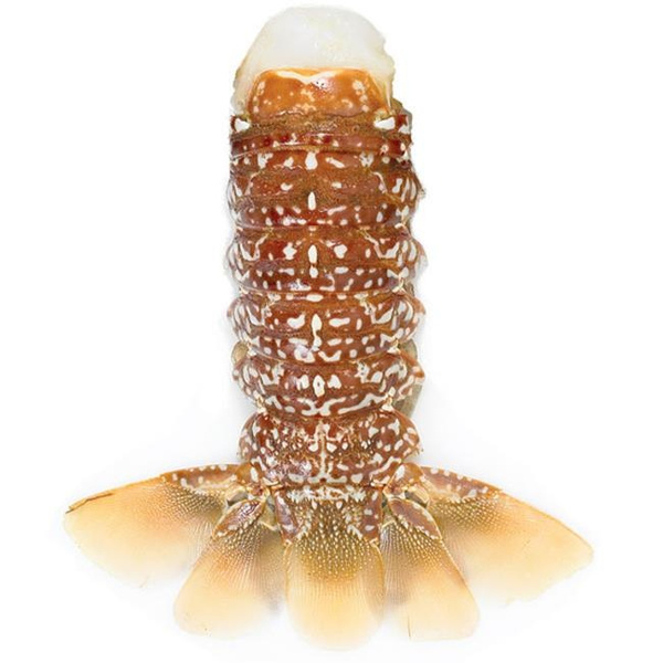 Lobster Gram AF8T2 TWO 68 OZ SOUTH AFRICAN LOBSTER TAILS Wish