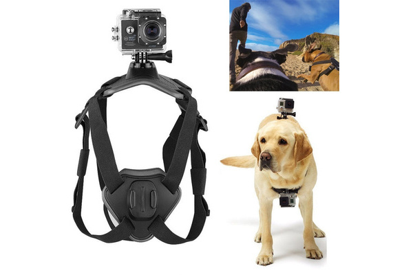 go pro mount dog