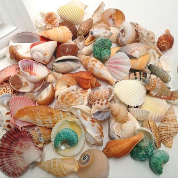 Natural Seashell Mix - Aquarium Decoration- Seashell Gift Pack- 30 Dif