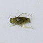 thumbnail - 2