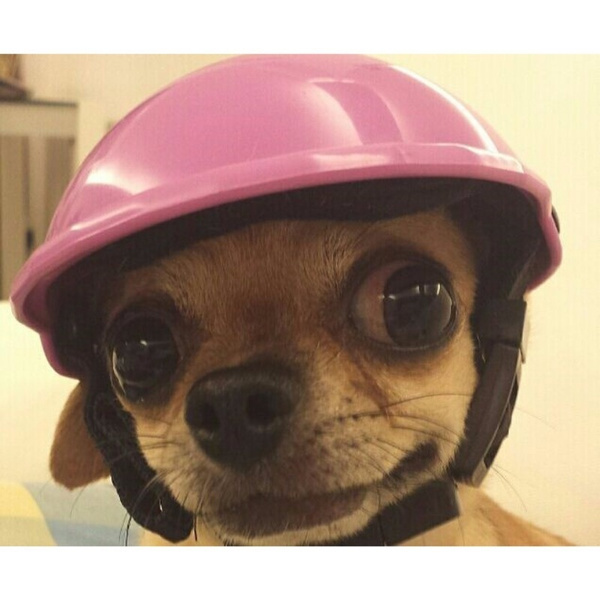 puppy motorcycle helmets