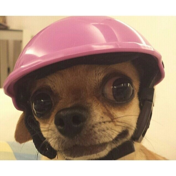 dog bike helmet