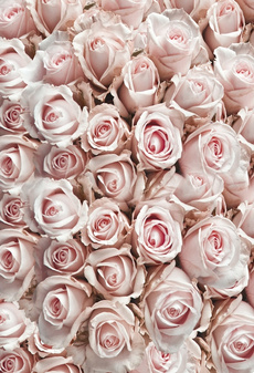pink, Flowers, art, Rose