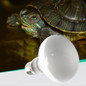 thumbnail - 2