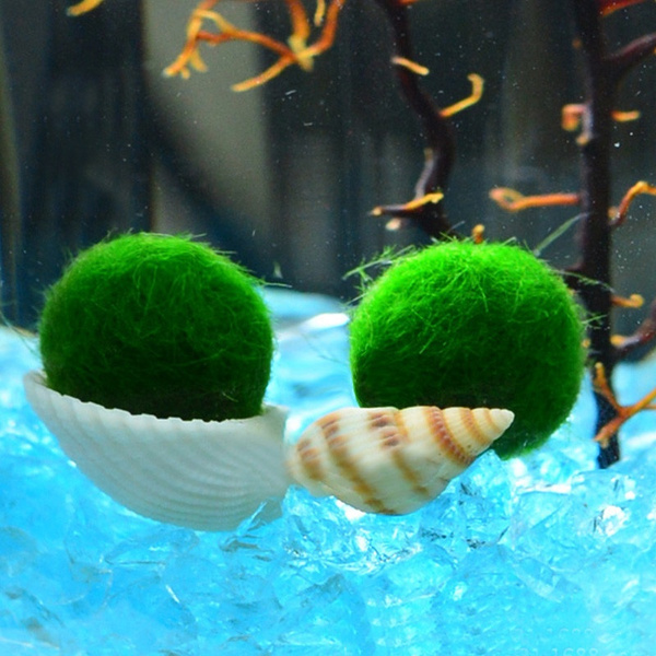 1 X e Ball Nano Marimo Moss Ball Monkey Live Aquarium Plant Fish Tank Betta Sea Triops e Ball Wish