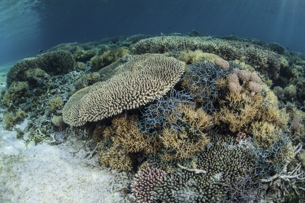 Reef-building corals and other invertebrates thrive in shallow water near  Alor, Indonesia. This remote region is known for its beautiful reefs and  spectacular marine biodiversity Poster Print - Item # VARPSTETH400450U |  Wish