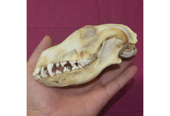 1Pcs Red Fox Skull Natural Bone Quality A 