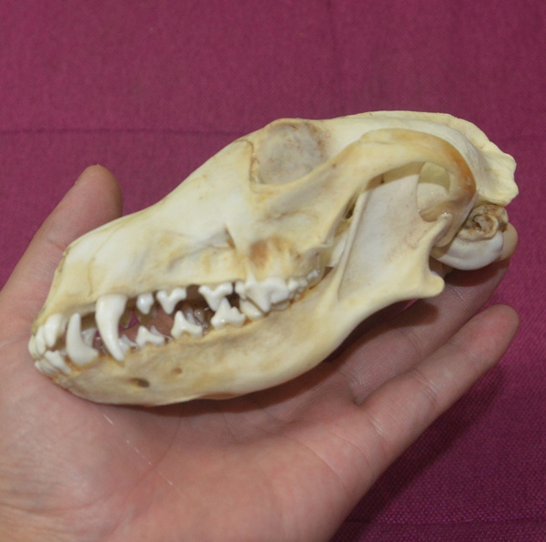 1Pcs Red Fox Skull Vulpes skull Natural Bone Quality 