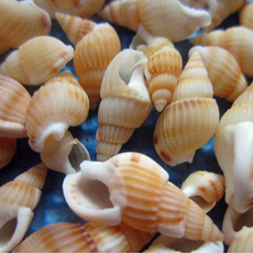 aquariumdecor, Decor, shells, Tank
