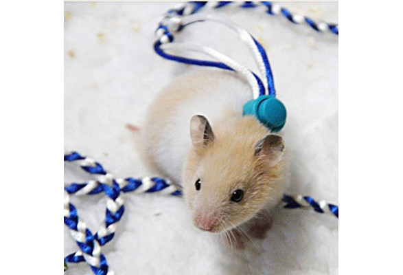 mouse leashes