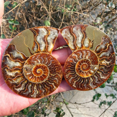 ammonite, shells, Natural, Gifts