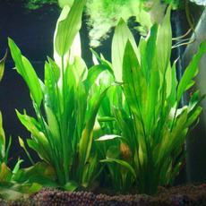 Plants, ornamentforfishtank, Home & Living, Tank