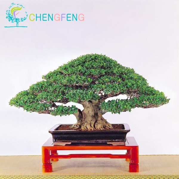 10pcs/lot Chinese Rare Ficus Microcarpa Tree Seeds China Roots Sementes ...