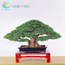 10pcs/lot Chinese Rare Ficus Microcarpa Tree Seeds China Roots Sementes Bonsai Ginseng Banyan Garden Tree Outdoor Planters