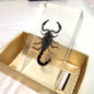 thumbnail - 1