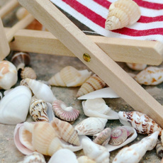 shells, Natural, Assorted, seashell