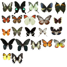butterfly, decoration, butterflyspecimen, filler