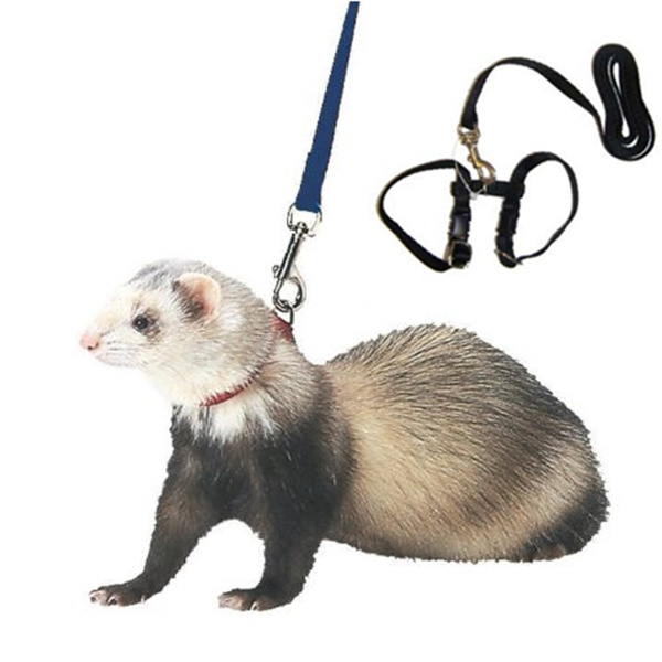 ferret leash